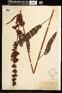 Image Associated With the Occurrence