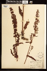 Image Associated With the Occurrence