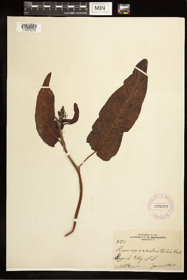 Rumex occidentalis image