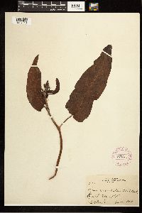 Image Associated With the Occurrence