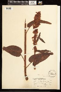 Rumex occidentalis image