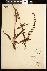 Rumex occidentalis image