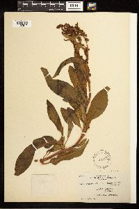 Rumex occidentalis image