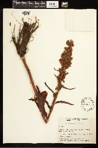 Rumex occidentalis image