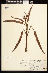 Rumex occidentalis image