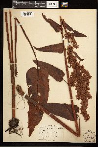 Rumex occidentalis image