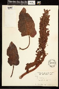 Rumex occidentalis image