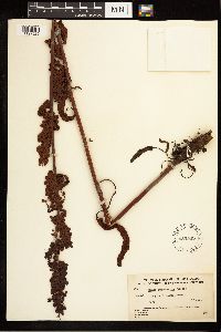 Rumex occidentalis image
