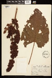 Rumex occidentalis image