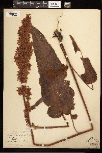 Rumex occidentalis image