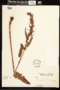 Rumex occidentalis image