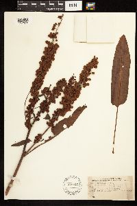 Rumex occidentalis image