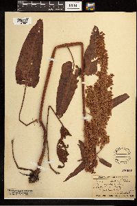 Rumex occidentalis image