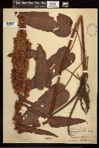 Rumex occidentalis image