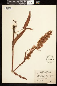 Rumex occidentalis image