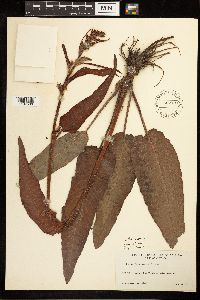 Rumex occidentalis image