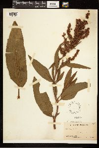 Rumex occidentalis image