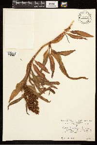 Rumex occidentalis image