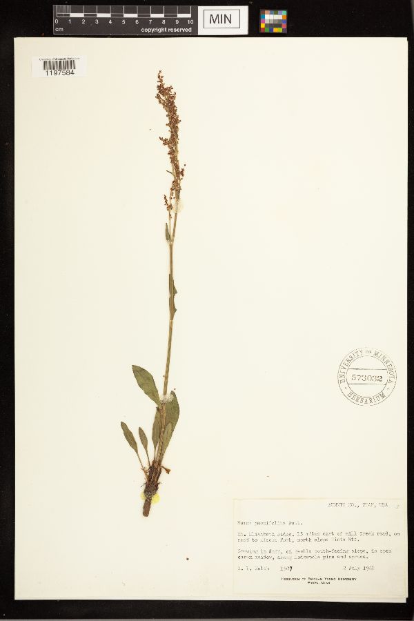 Rumex paucifolius image