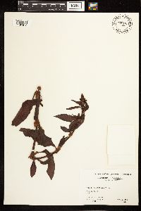 Image Associated With the Occurrence