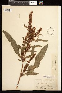 Image Associated With the Occurrence