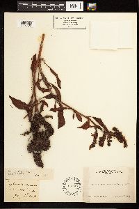 Image Associated With the Occurrence