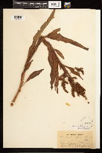 Image Associated With the Occurrence