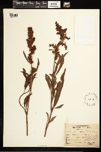 Image Associated With the Occurrence