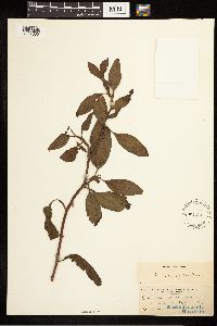 Image Associated With the Occurrence