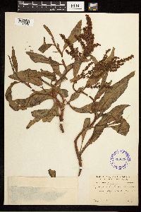 Image Associated With the Occurrence