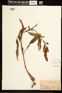 Image Associated With the Occurrence