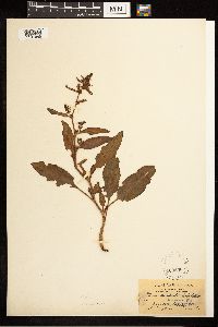 Image Associated With the Occurrence