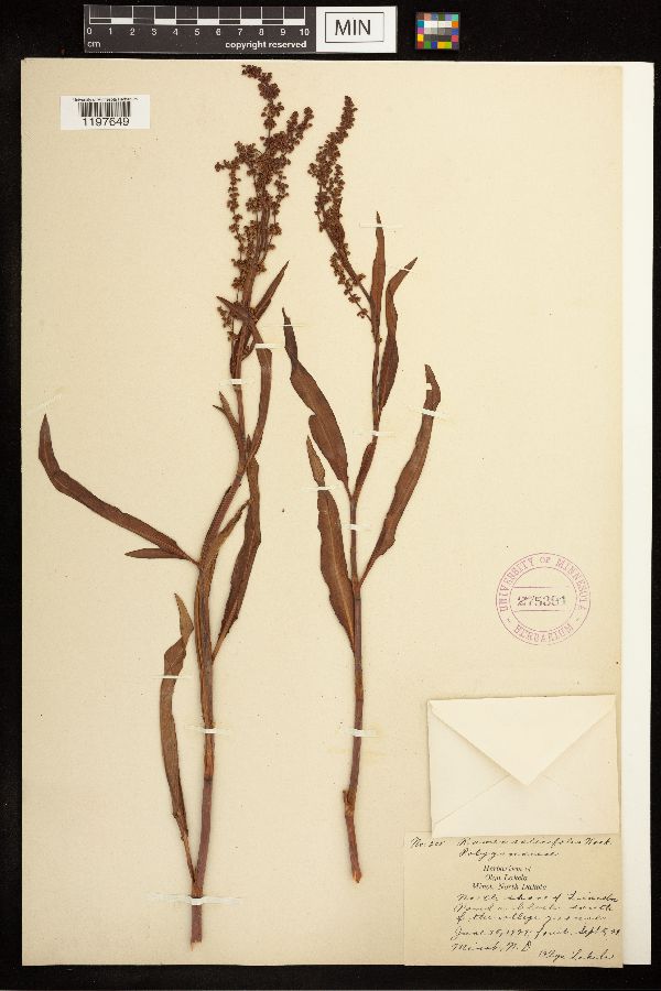 Rumex salicifolius image