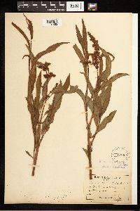 Image Associated With the Occurrence