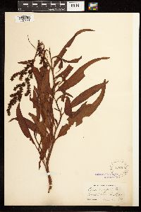 Image Associated With the Occurrence