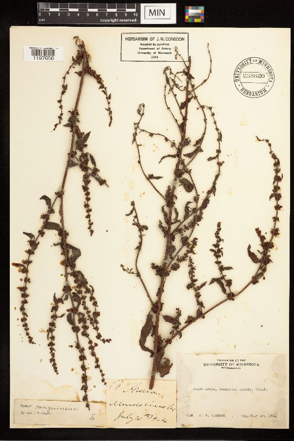 Rumex sanguineus image