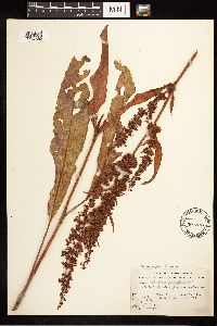 Rumex stenophyllus image