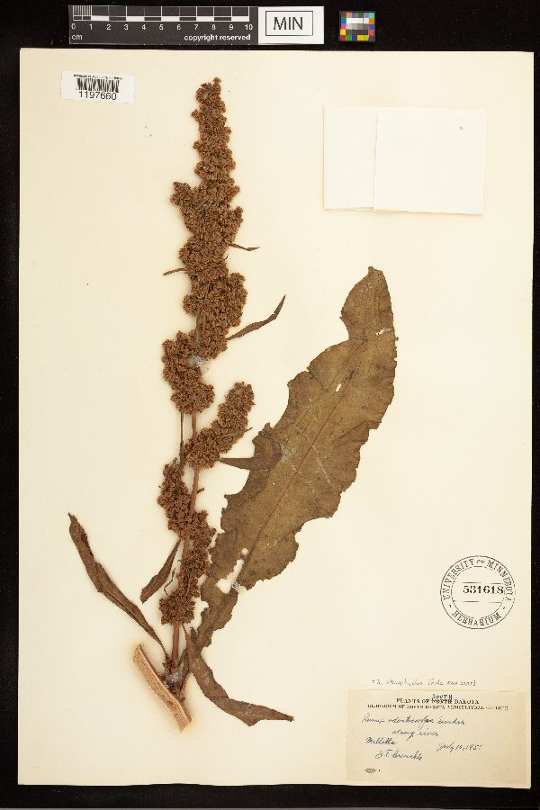 Rumex stenophyllus image