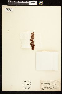 Rumex stenophyllus image