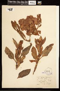 Rumex venosus image