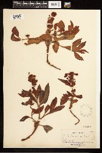 Rumex venosus image
