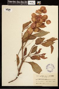Rumex venosus image
