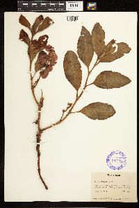 Rumex venosus image