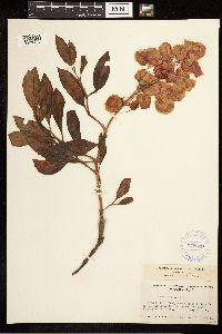 Rumex venosus image