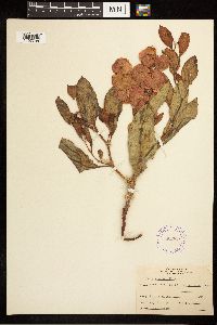 Rumex venosus image