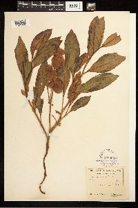 Rumex venosus image