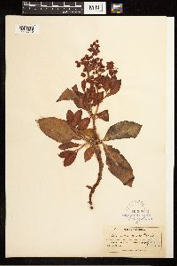 Rumex venosus image