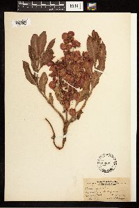 Rumex venosus image