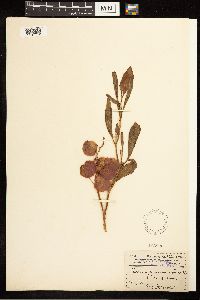 Rumex venosus image