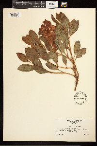 Rumex venosus image